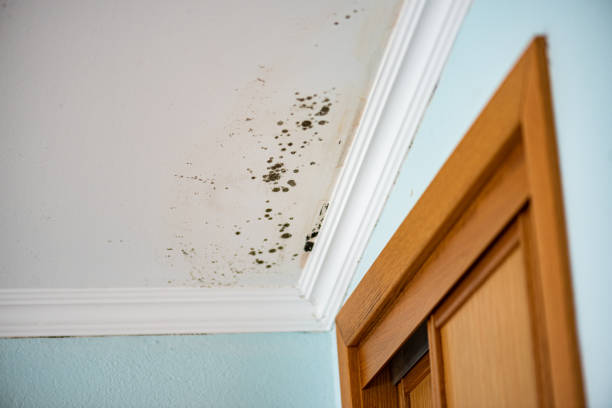 Best Post-Flood Mold Remediation in Mountain Lodge Park, NY