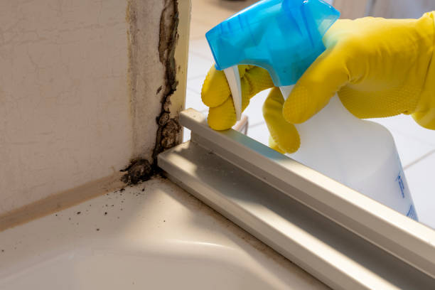 Best Black Mold Remediation in Mountain Lodge Park, NY