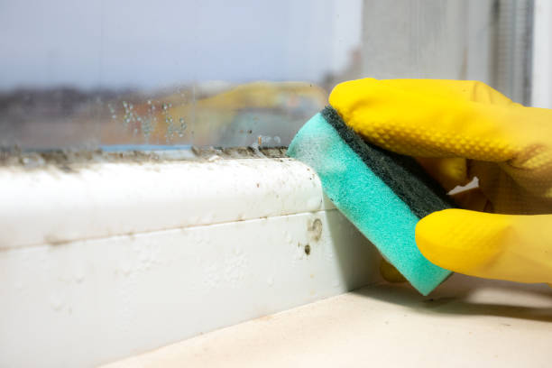 Best Preventive Mold Services in Mountain Lodge Park, NY
