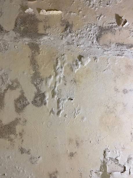 Best Post-Flood Mold Remediation in Mountain Lodge Park, NY