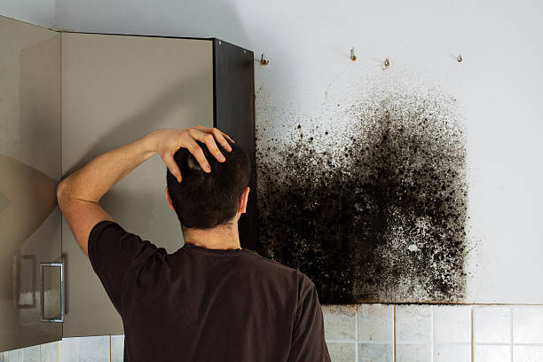 Best HVAC Mold Remediation in Mountain Lodge Park, NY