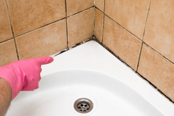 Best Mold Testing and Inspection Services in Mountain Lodge Park, NY